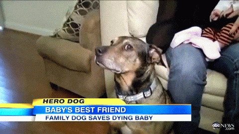  Собака-спасатель по кличке Дюк