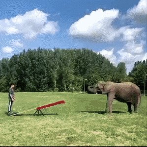 Трюк со слоном