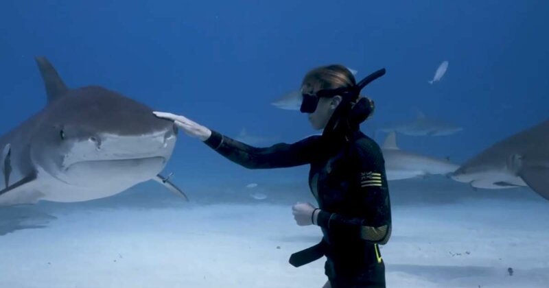 Профессиональная дайверша близко познакомилась  с тигровой акулой