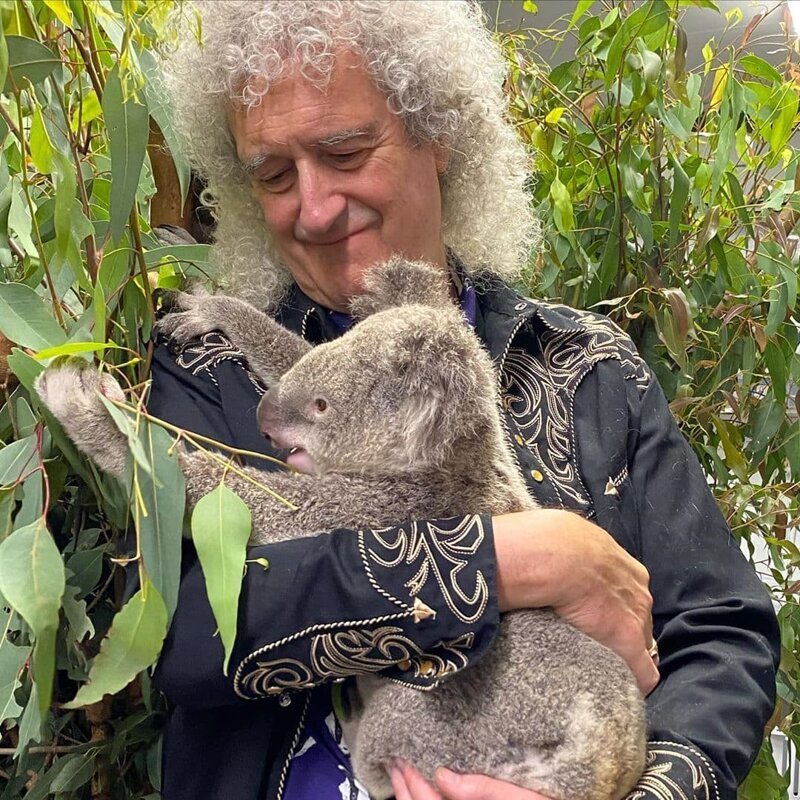 Гитарист Queen устроил концерт для спасённых от пожара коал