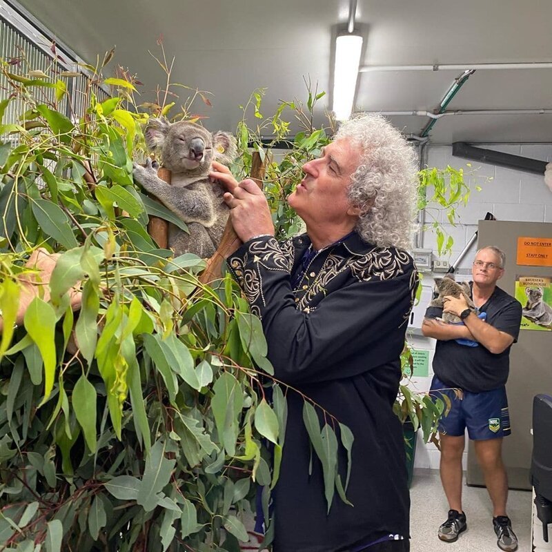Брайан Мэй навестил спасённых коал в австралийской ветклинике