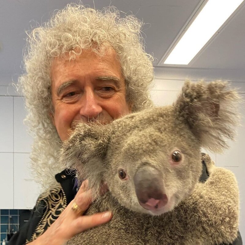 Фотографии Брайана Мэя и выздоравливающих коал — это прекрасное зрелище!