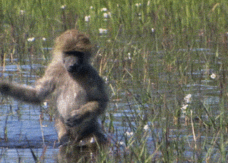 Гифки разные