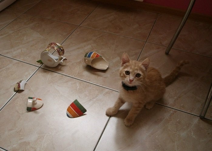 Разбитый кот. Кот разбил. Кот разбил вазу. Кот разбил чашку. Кот разбил кружку.