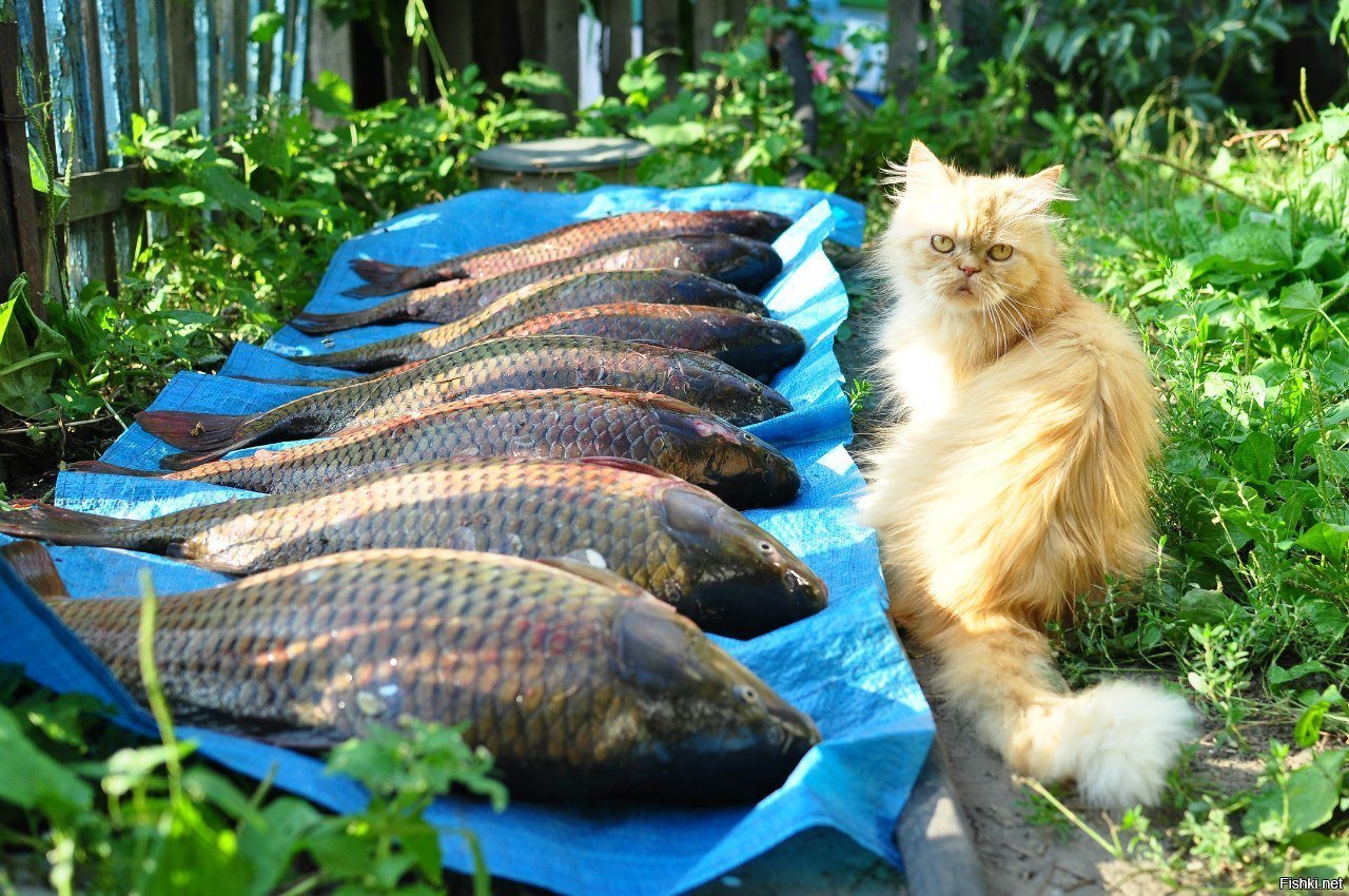 картинки про котиков и рыбоводство
