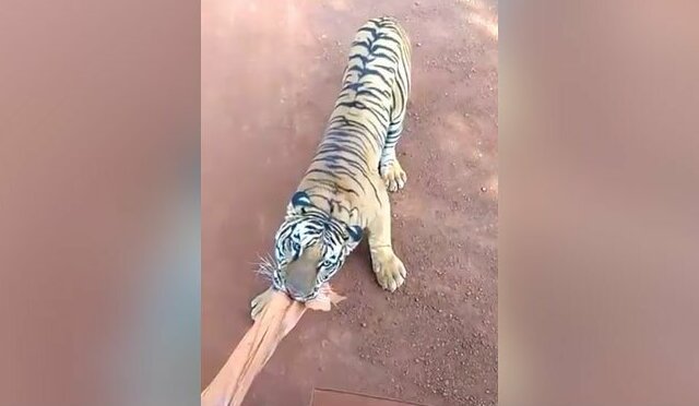 Видео: тигр преследует туристический автобус