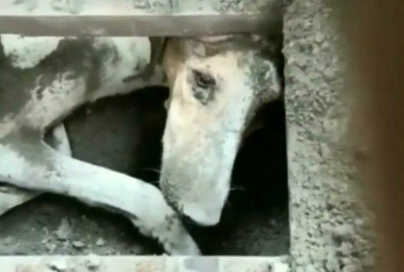 Несчастный пес 15 дней жил под землей без еды и воды