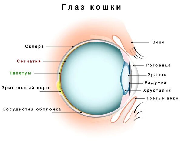 Причины свечения глаз