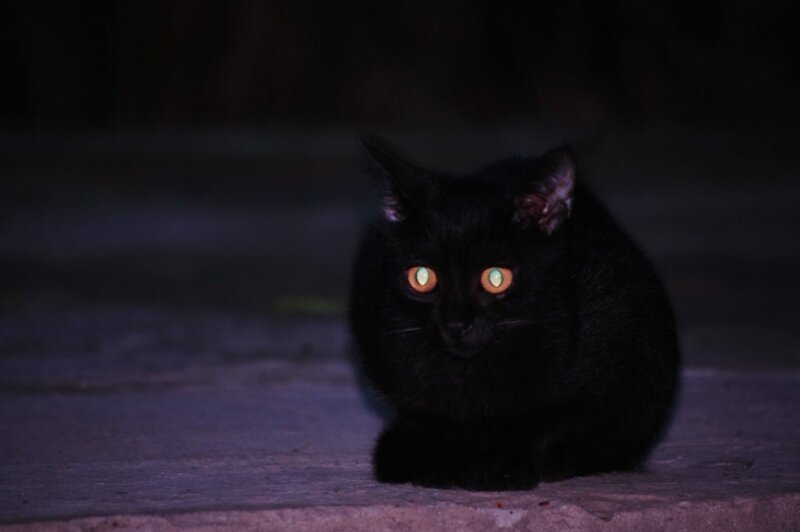 Взгляд из темноты: почему у кошек светятся глаза?