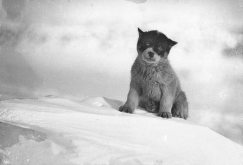 Фотографии Антарктиды начала XX века