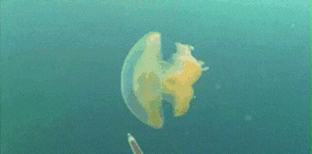 Отслеживание движения медузы с помощью зеленой краски