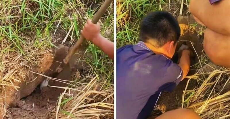 Таиландские подростки спасли щенка, который провалился под землю