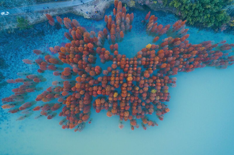 Осенние деревья в небольшом озере вблизи Нанкина, Китай.