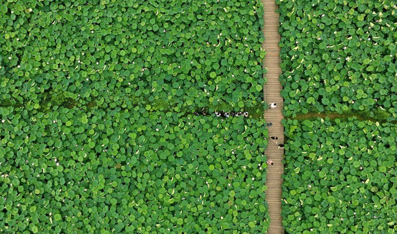 Море лотосов в провинции Чжэцзян, Китай. Цветы лотоса в Китае считаются символом чистоты и лета.