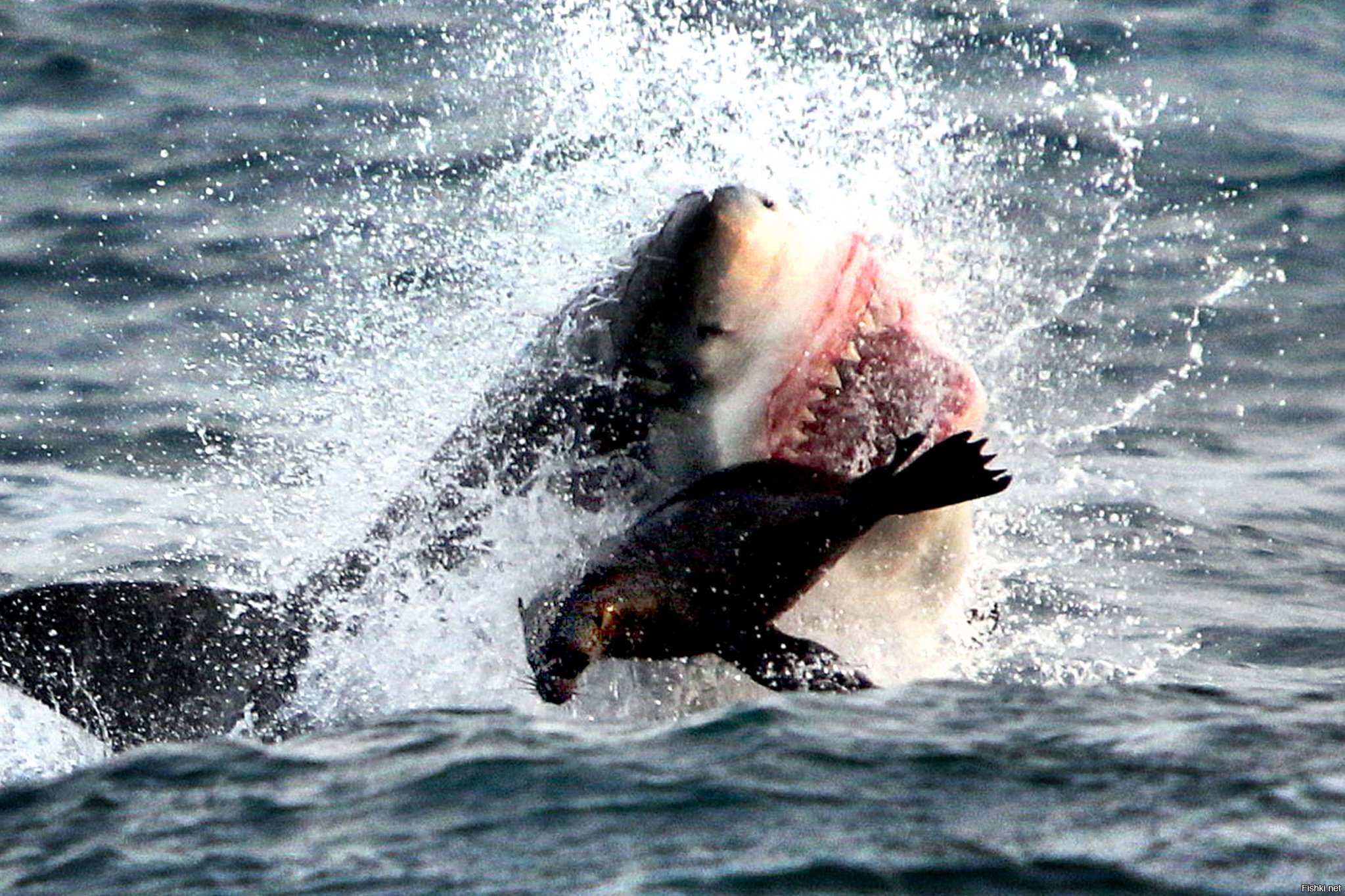 Акула ест человека фото