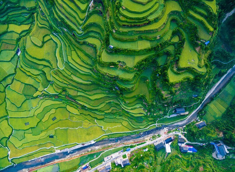 Рисовые террасы в провинции Гуйчжоу.