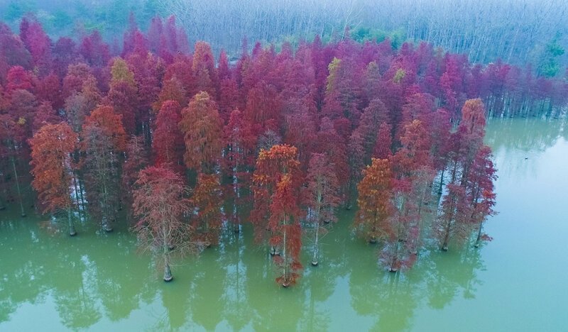 Осенние деревья в озере близ Нанкина.