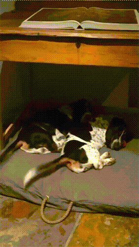 С добрым утром! С добрым утром!