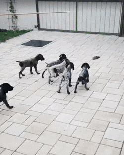 С добрым утром! С добрым утром!