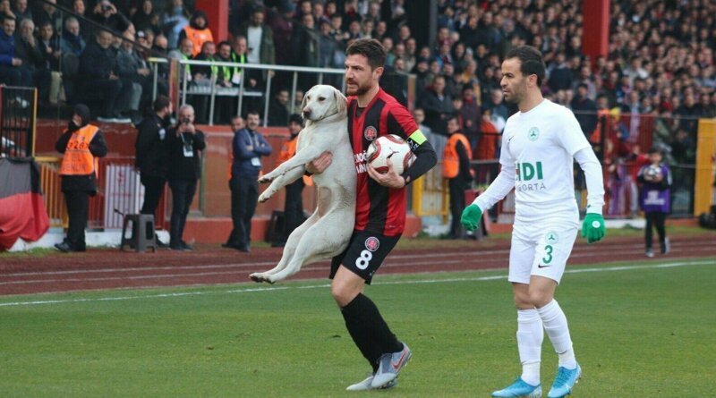Пёс отобрал у турецких футболистов мяч во время матча