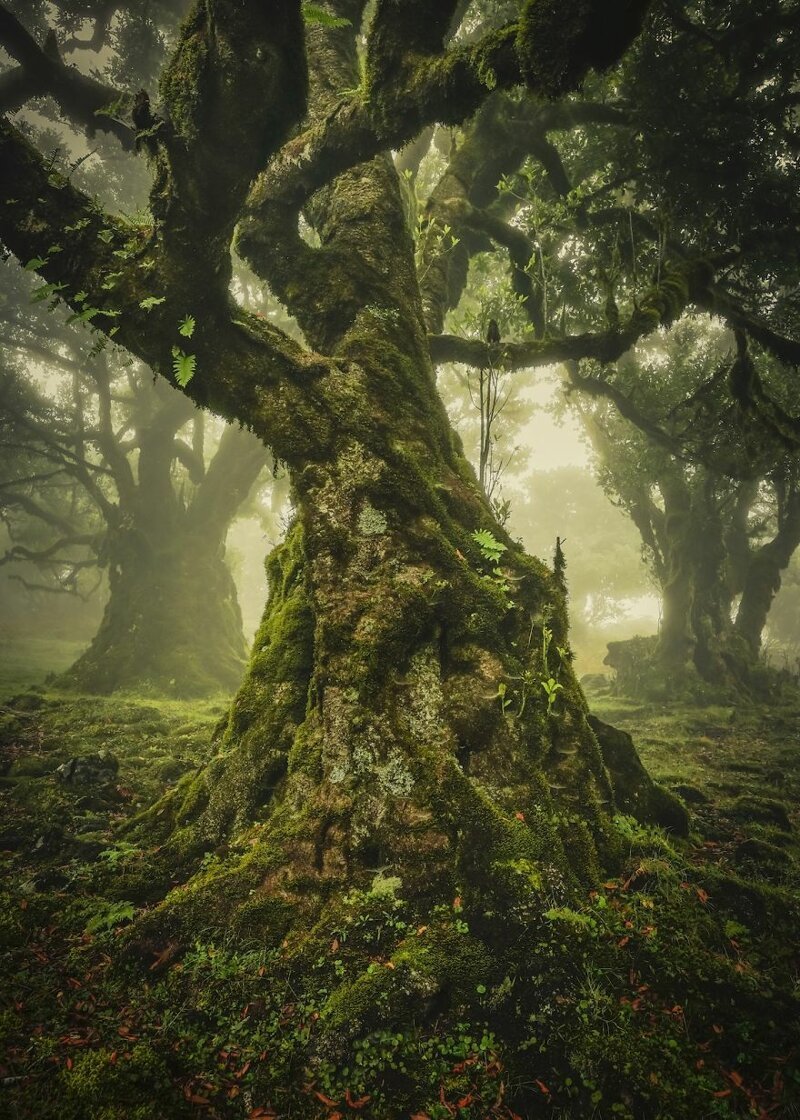 Номинация "Одинокое дерево": Мадейра, Португалия. Анке Бутавич