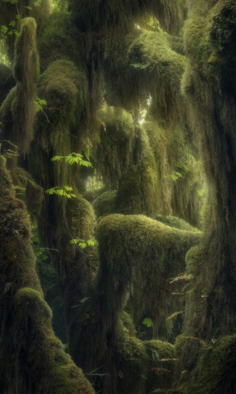 Дождевой лес Хох, Вашингтон, США. Блейк Рэнделл