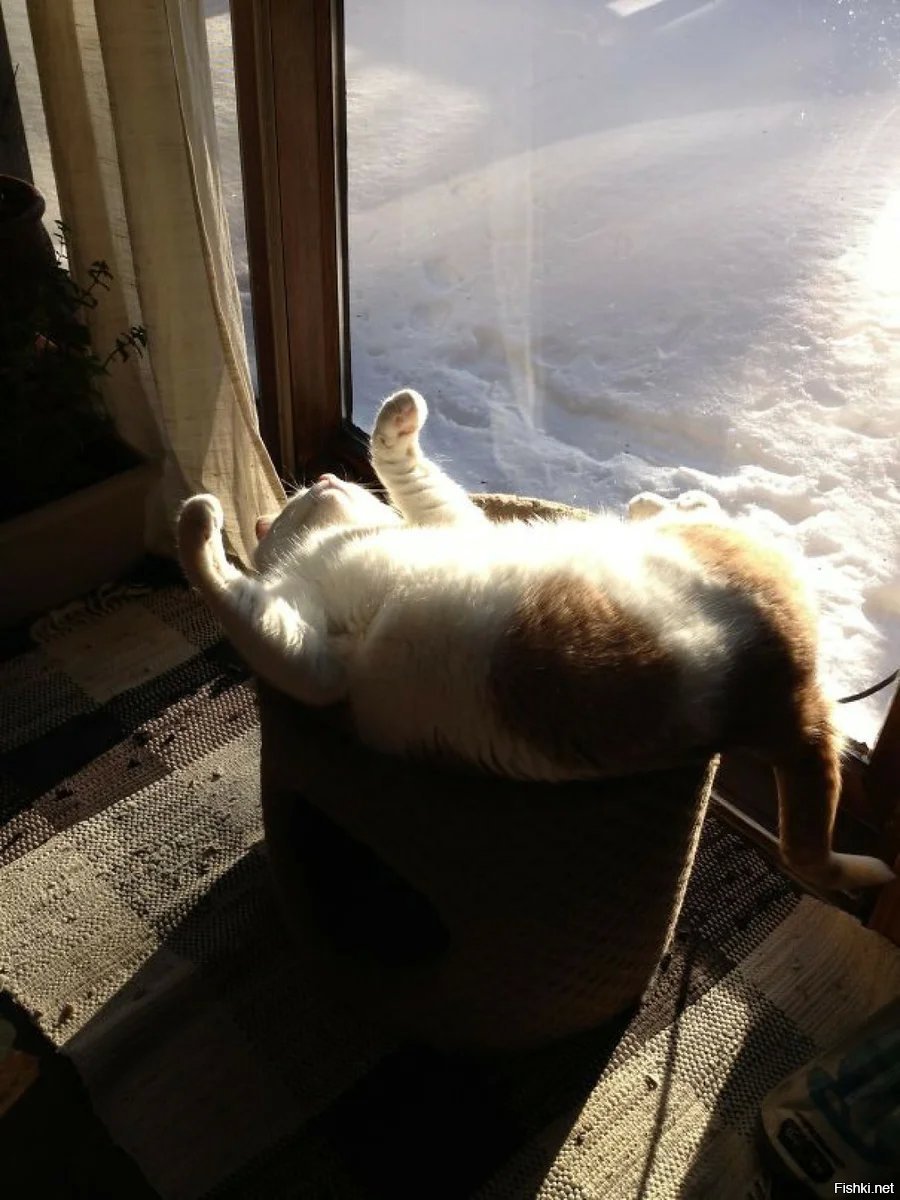 Зайчик солнечный в окно. Кот на солнышке. Греется на солнышке. Кот нежится на солнышке. Кот лежит на солнце.