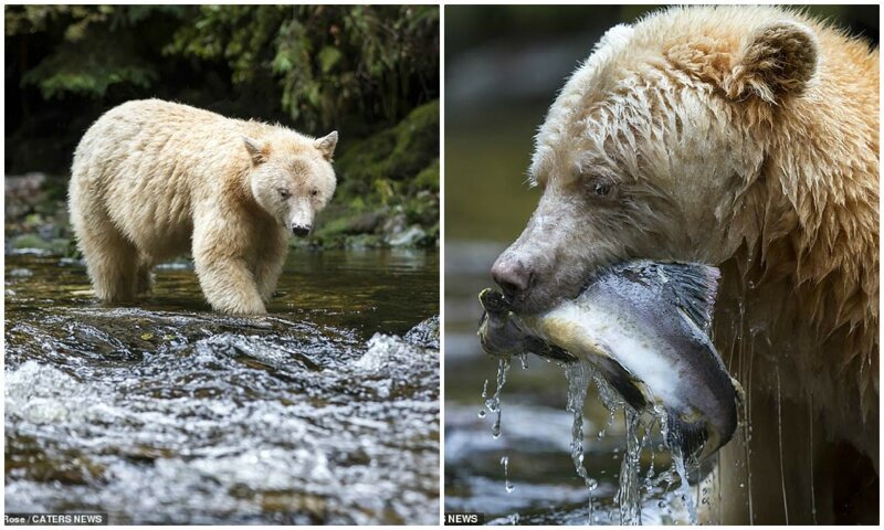 В Канаде засняли редкого кермодского медведя за рыбалкой