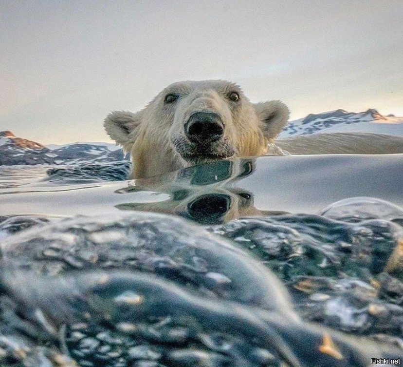 Животные гренландии фото