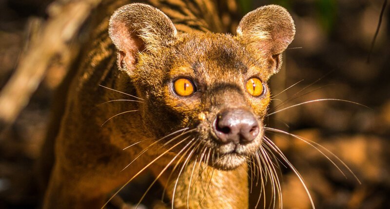 Мадагаскарская фосса: Загадочная антикошка с особенностями, которая не любит лемуров
