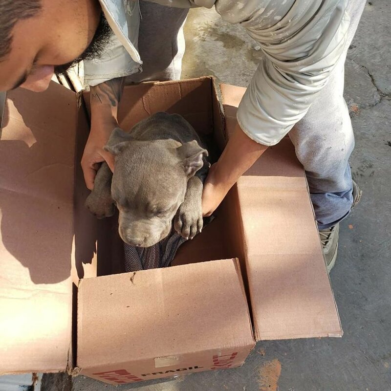 Коробка, в которой был найден щенок