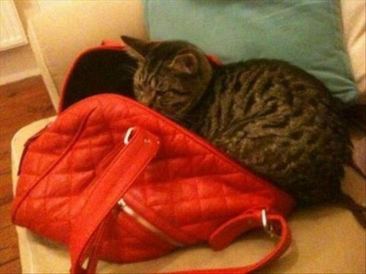 Кошки всегда будут лежать там, где хочется им. Даже если вам это не нравится