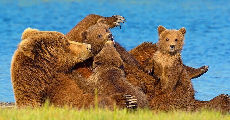 Медведица и трое малышей отдыхают у водоёма в национальном парке