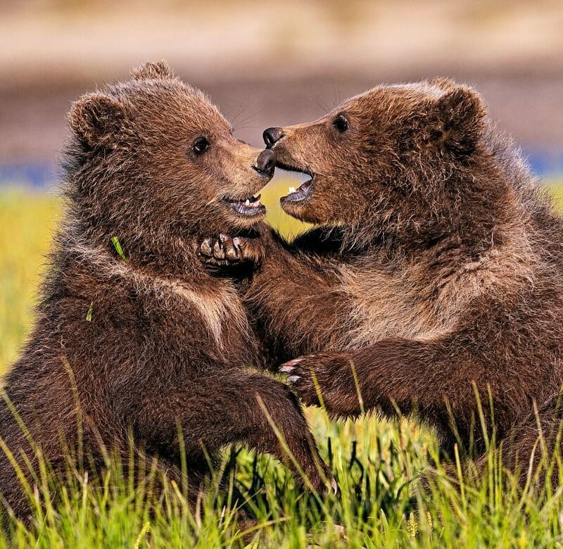 Здесь запрещена охота, и живёт самая большая охраняемая популяция бурых медведей в мире