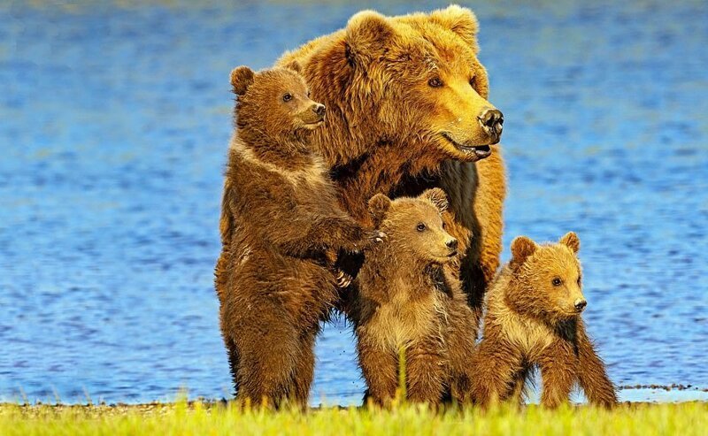 Медведица и трое малышей отдыхали у водоёма в национальном парке Катмай, Аляска