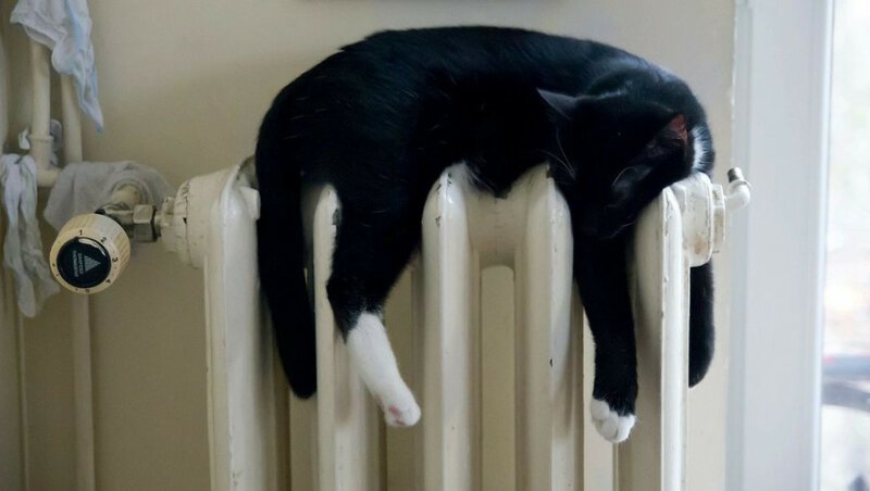 Доказательства того, что коты любят батареи и не любят холод