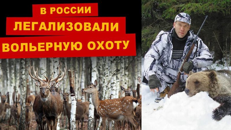 Николай Валуев и Вольерная охота