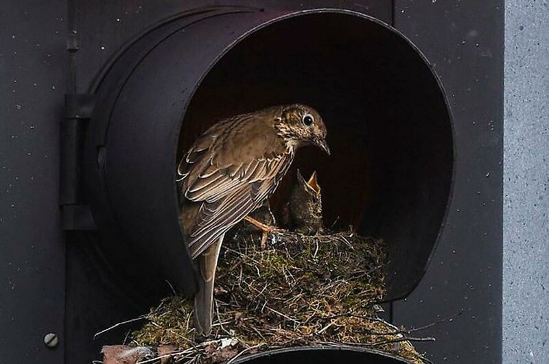 Птица построила уютное гнездо для своих птенцов внутри светофора