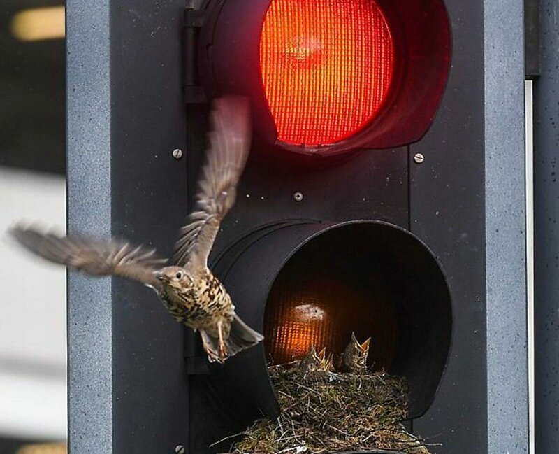 Птица построила уютное гнездо для своих птенцов внутри светофора