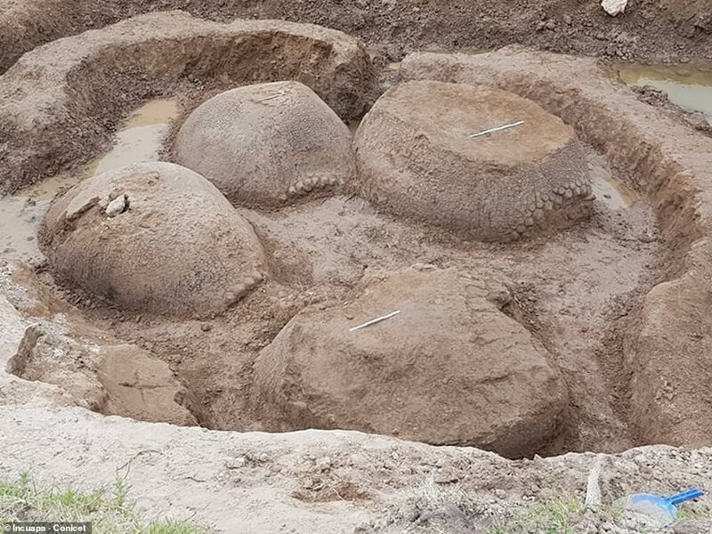 Фермер обнаружил останки глиптодонтов, бродивших по земле 20000 лет назад 