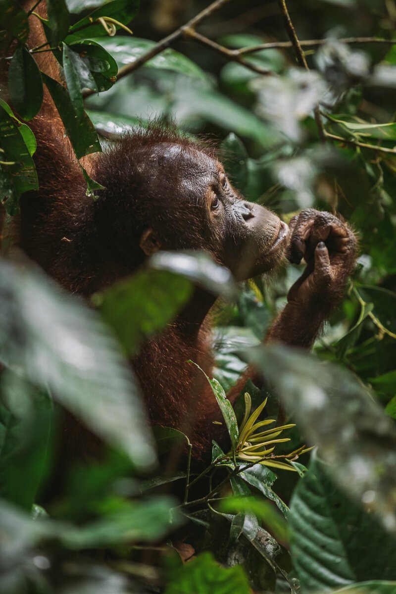 Орангутанг. Борнео и Суматра - единственные места, где еще можно встретить этих обезьян