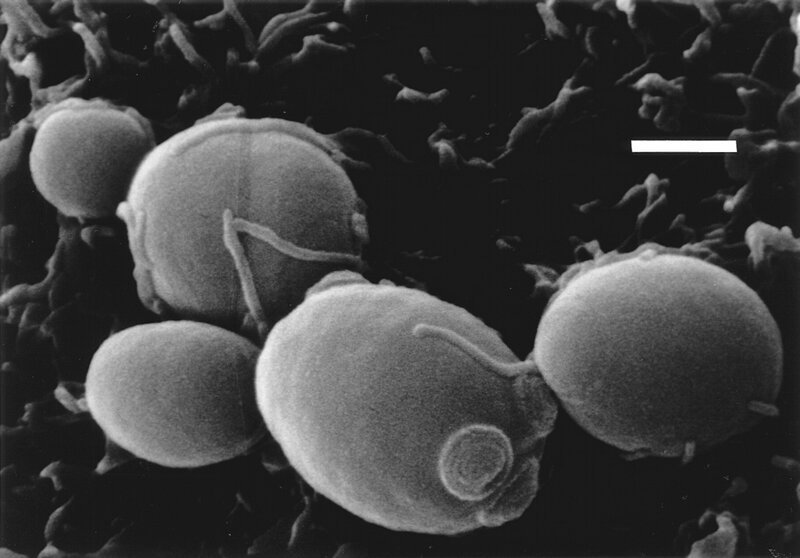 Одноклеточный грибок Candida glabrata