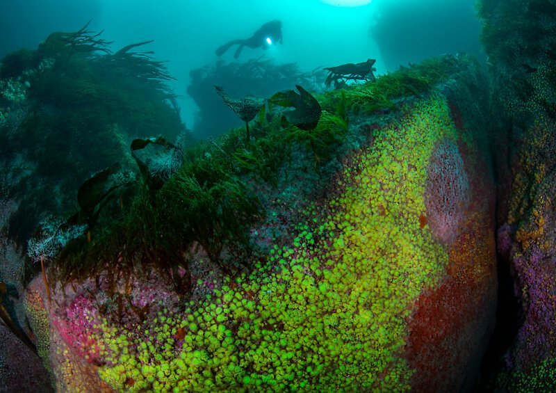 Подводный мир островов Силли