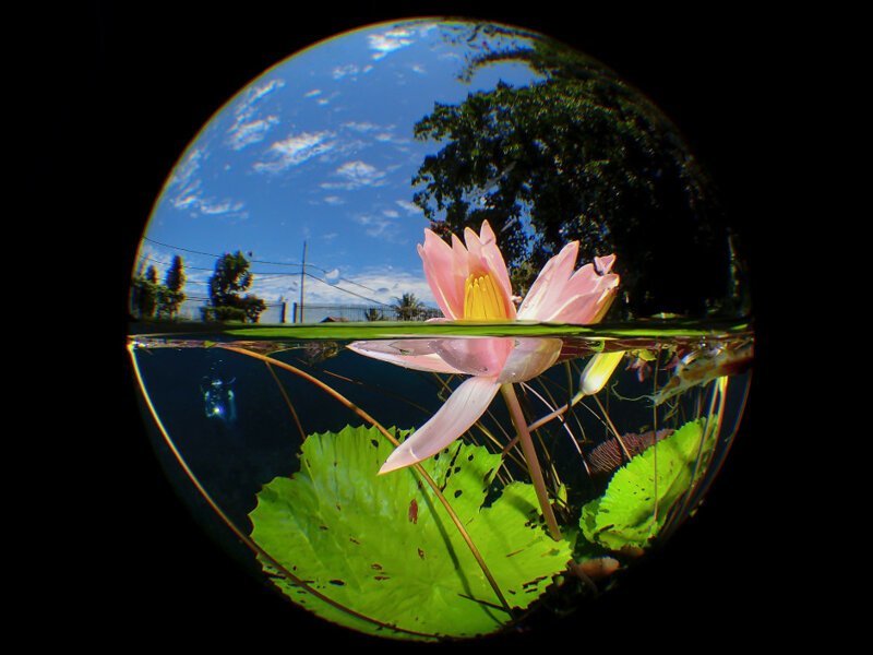 Лилия на озере Улуна, Северный Сулавеси