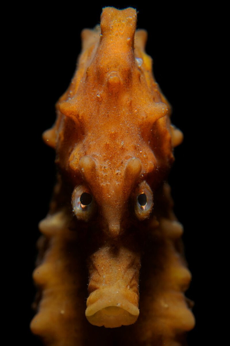 Глаза в глаза: морской конек