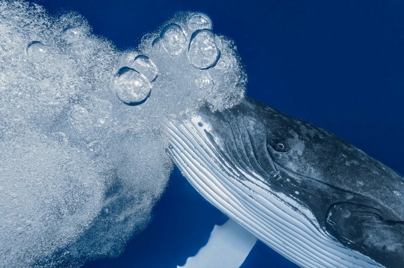 Молоой кит у острова Тонга
