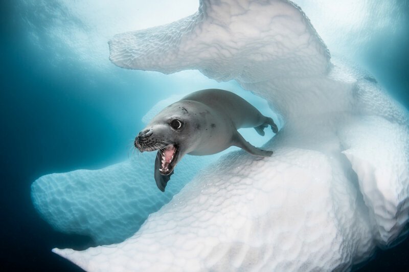 Тюлень-крабоед в Антарктике
