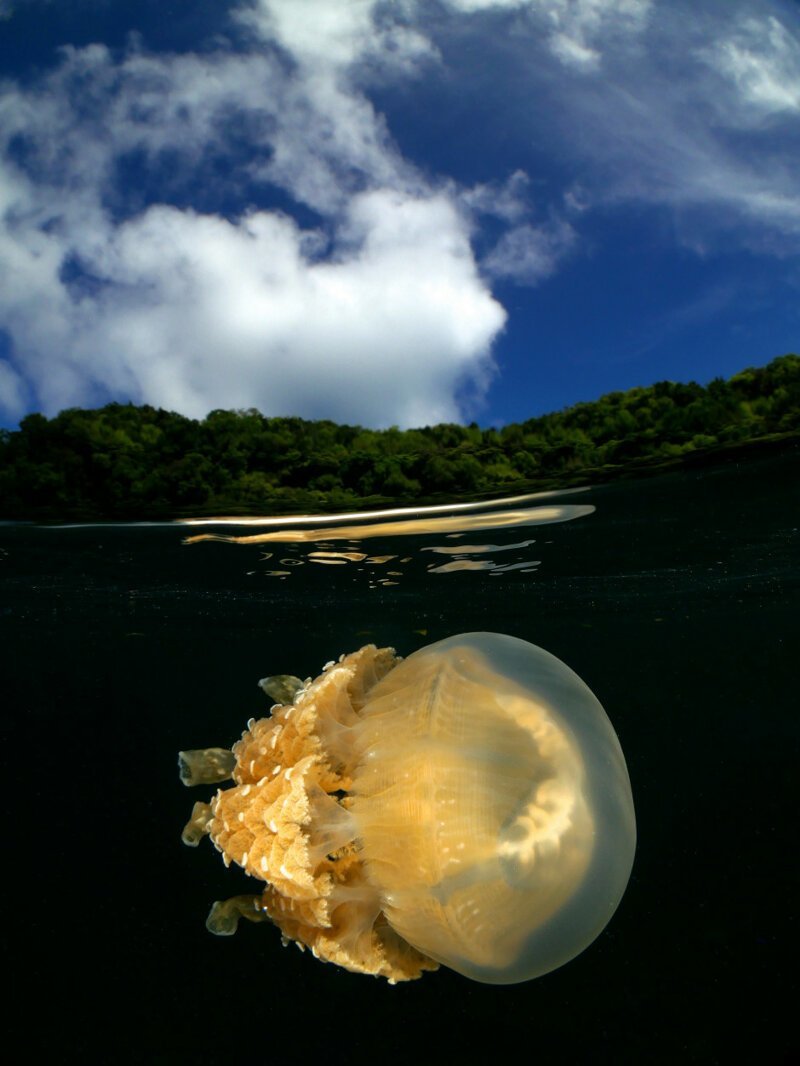 Медуза возле острова Палау
