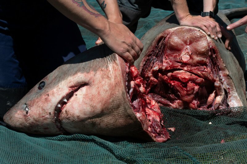 Большая белая акула - жертва браконьеров