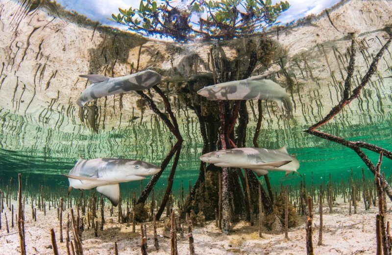 Лимонные акулы в мангровых зарослях
